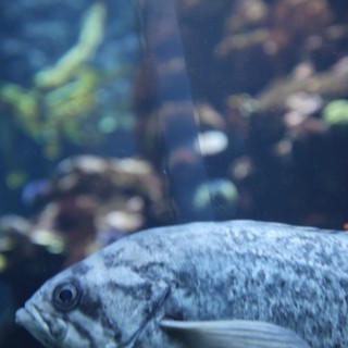 Silver Fish in Aquarium with Coral Background