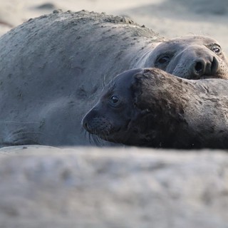 Elephant Seal Mother and Pup Resting on Beach
