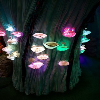 Illuminated Mushroom Shelf Display in Fantastical Forest Setting