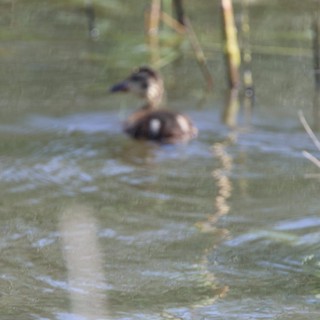 Ruddy Duck Pair Swimming in Wetland Waters