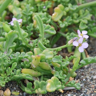 Delicate Sea Rocket Blooms Among Sandy Shore