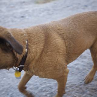 Desert Dog with Yellow Tag