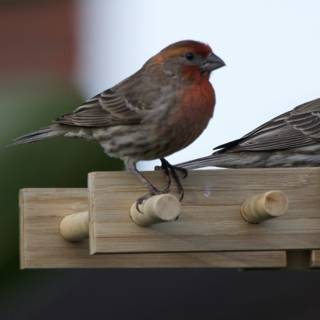 Feathered Companions