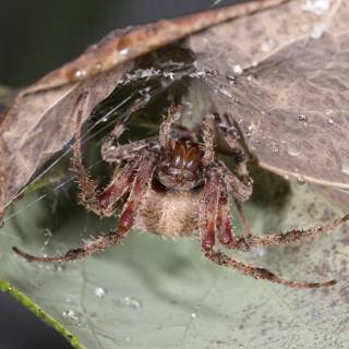 Garden Spider on a dewy leaf