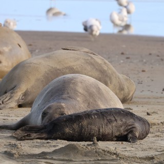 Elephant Seals Resting on Drakes Beach Sand
