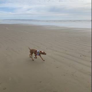 Running Free on the Beach