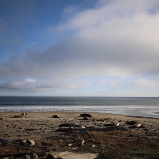 Coastal Seascape with Rocky Beach and Gathering Birds