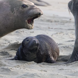 Elephant Seal Pup Between Protective Adults at Drakes Beach