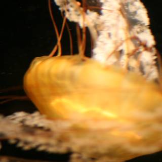 Luminescent Jellyfish in the Dark