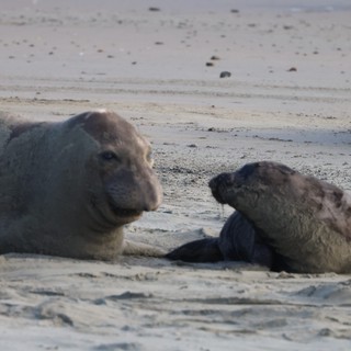 Elephant Seal Pups Resting on Drakes Beach