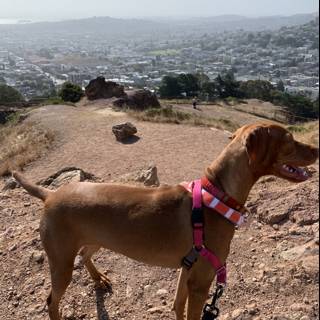 Pink-Collared Vizsla on the Hill