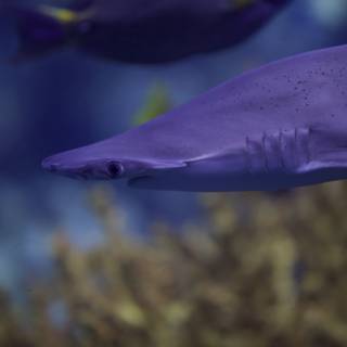 The Magnificent Purple Shark