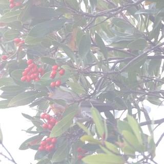 Red Berries on Misty Winter Branches