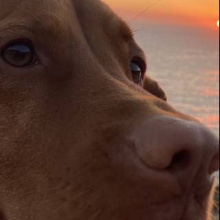 Puppy Gazing at the Coastal Sunset