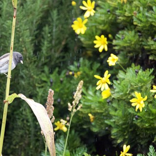 Small Bird Perched in Rain with Yellow Wildflowers