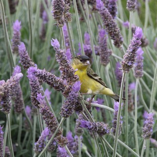Lesser Goldfinch Perched Among Lavender Blossoms