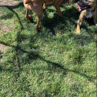 Playtime at Alice's Dog Park