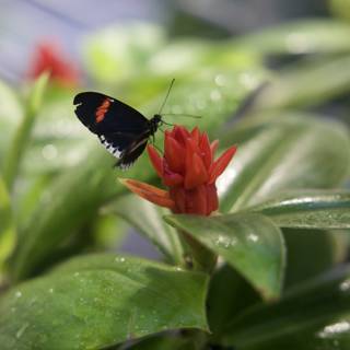 Vibrant Visitor: The Black and Red Butterfly