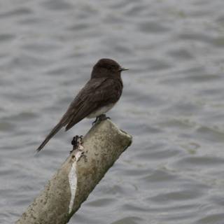 Perched Serenity