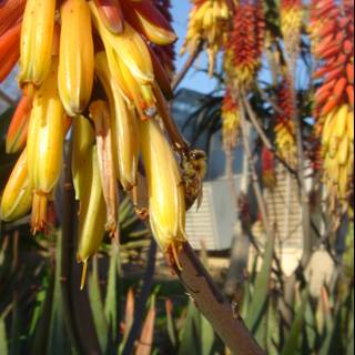 A Bee Collecting Pollen from an Aloe Flower