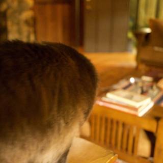 Curious Cat on the Coffee Table