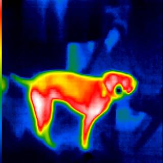 Thermal Imaging of a Canine