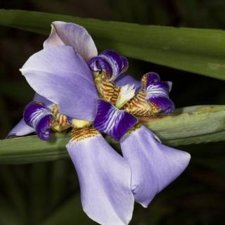 Vibrant Purple Iris with Yellow Petals