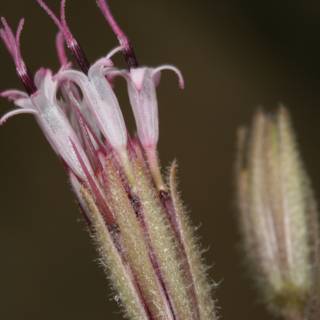 Long-stemmed Flower in the Desert