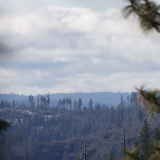 Misty Forest Vista Through Pine Branches After Wildfire