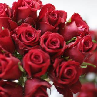 A Bouquet of 14 Red Roses