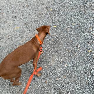 Stroll Through Guerneville