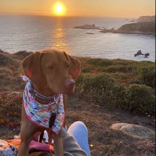 Canine Companion at Sunset
