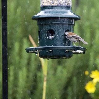 Small Bird at Feeder During Spring Rain Shower