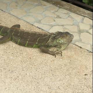 The Green Iguana on the Flagstone Walkway