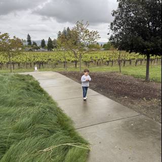 Wandering Through the Vines