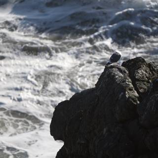 Seagull Perched on a Rocky Promontory