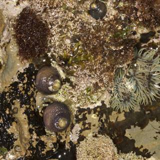 Sea Anemones and Company