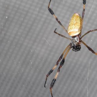 The Yellow and Black Garden Spider