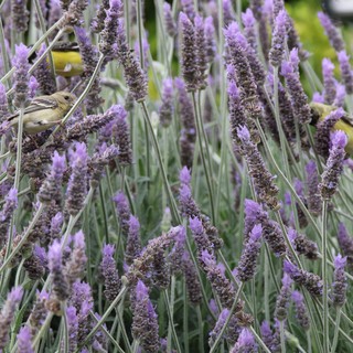 Goldfinch Foraging Among Purple Lavender Blooms