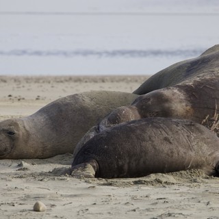 Elephant Seal Colony Resting on Drakes Beach