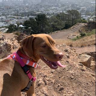 Pink-Harnessed Pup on a California Hill