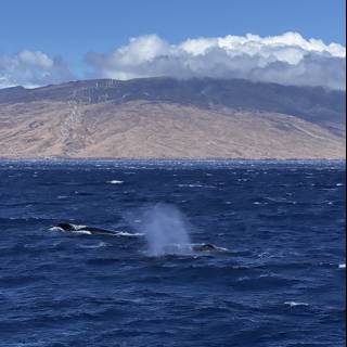 Majestic Humpback Whales Amidst Hawai'i's Natural Beauty
