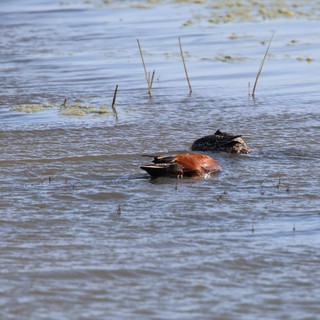 Cinnamon Teal Duck Pair Foraging in Shallow Wetland
