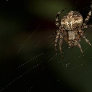 The Garden Spider