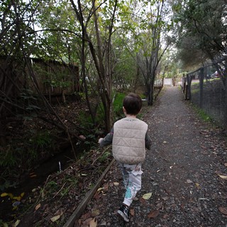 Child Walking Along Wooded Path on Sunday Stroll