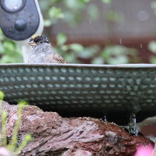 Golden-Crowned Sparrow at Garden Water Feature in Rain