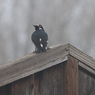 Acorn Woodpecker Perched on Weathered Wooden Birdhouse Roof