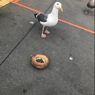 The Seagull and the Bagel
