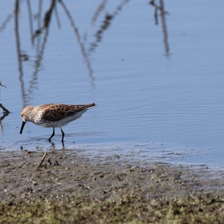 Juvenile White-rumped Sandpiper Foraging in Shallow Water