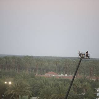 Pole Dancing Amongst the Palms